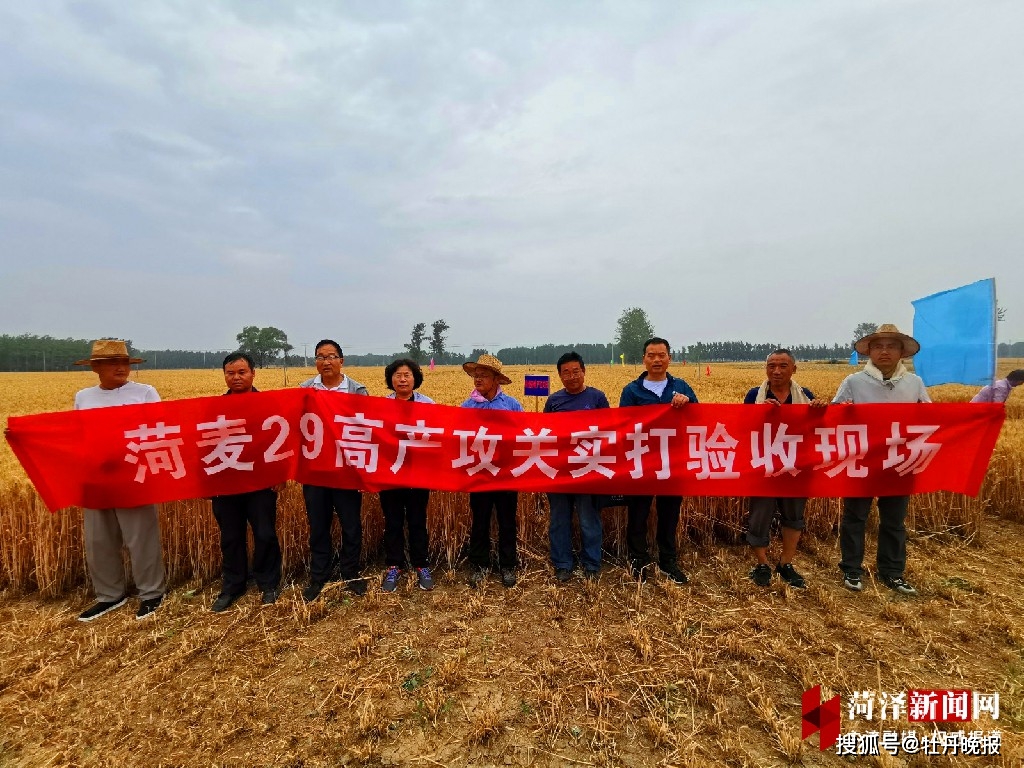亩产812.14公斤,"菏麦29"创菏泽小麦单产最高纪录