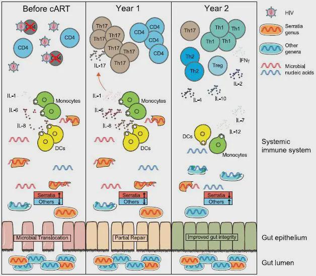 小身材有大作用移位微生物组组分决定艾滋治疗的免疫结果