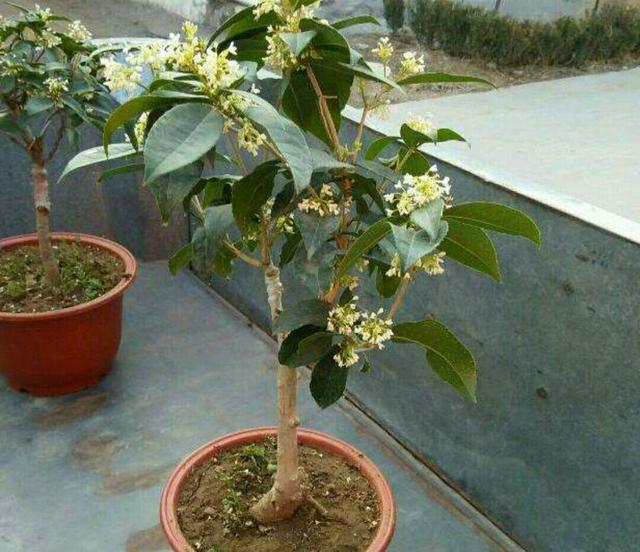怎样才能嫁接好漂亮的桂花树盆景 接穗