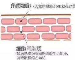 然鹅|敬修堂佰花方：夏天肌肤更容易流失大量的水分，如何全方位保湿？