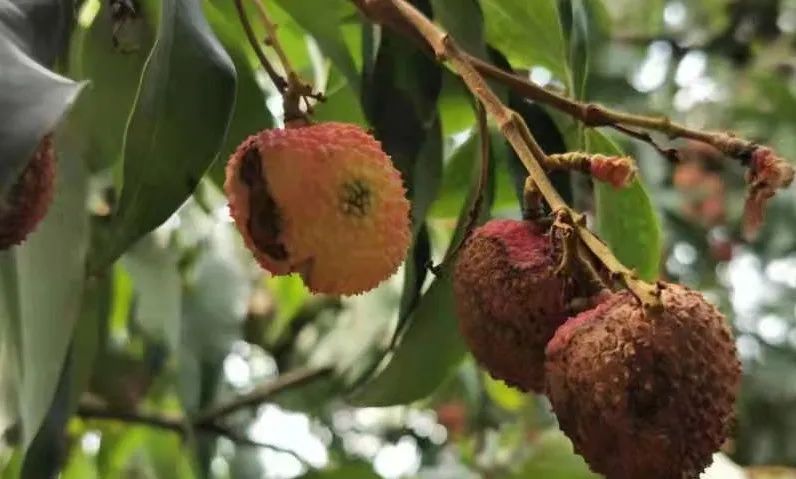 泸州通滩这片百年荔枝变"烂果"!天灾or人祸?众说纷纭!