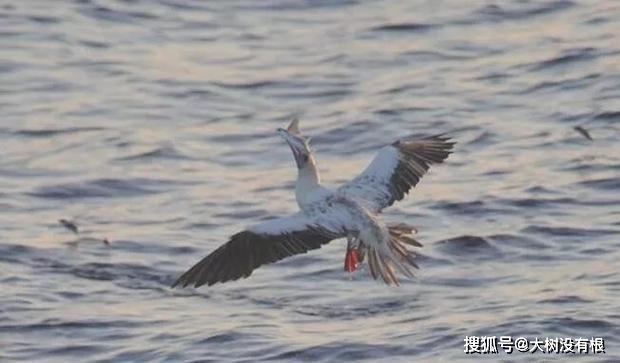 原創飛魚飛出水面遇到海鳥飛魚只能飛翔卻不會真飛還能往哪逃