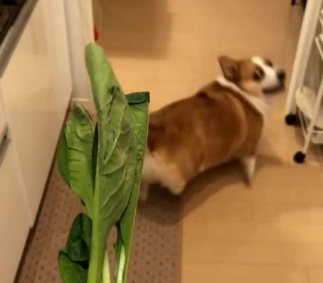 蔬菜|柯基见到蔬菜就像见鬼似的，一下子就跑得没影了，本汪怕怕！