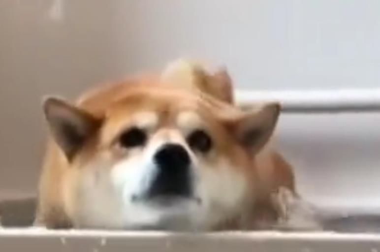 柴犬不想洗澡, 懸在浴缸上做平板支撐, 主人回來看到這一幕笑哭 萌趣萌寵 第1张