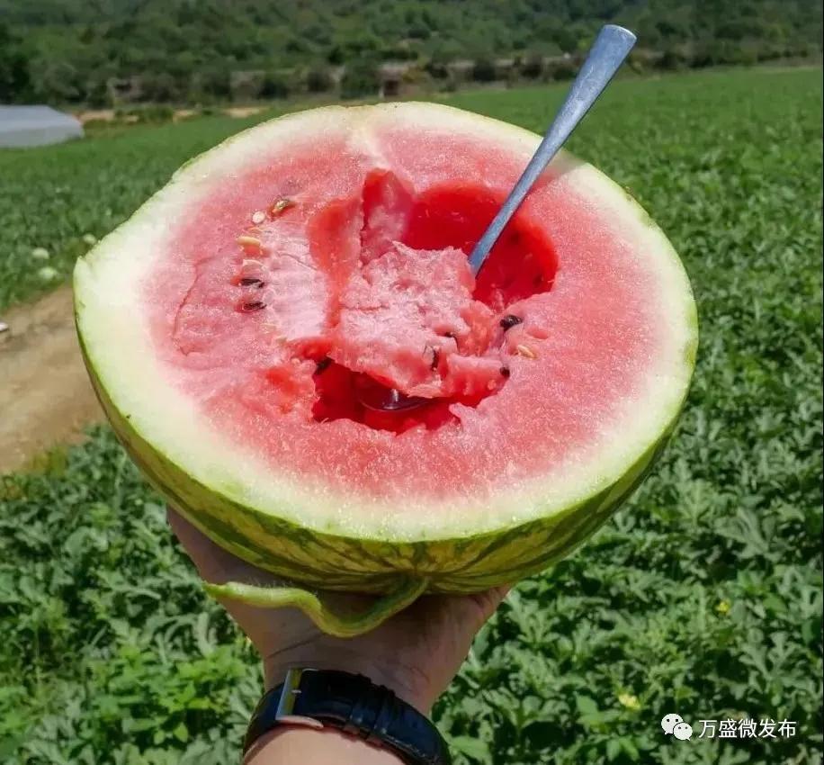 一口吃出夏日的清凉!关坝西瓜采摘走起