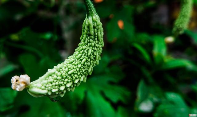 人参|乙肝也有“克星”,中医教你用“1物”,乙肝悄悄远离