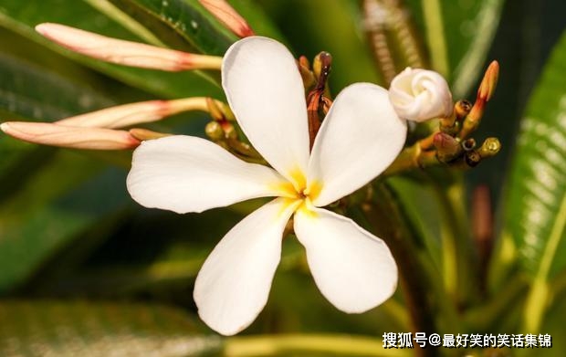 8月2日 4日星座运势 金牛加倍努力 天蝎效率提高 射手事半功倍 未来