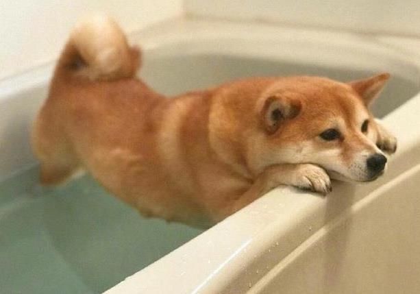 柴犬不想洗澡, 懸在浴缸上做平板支撐, 主人回來看到這一幕笑哭 萌趣萌寵 第2张