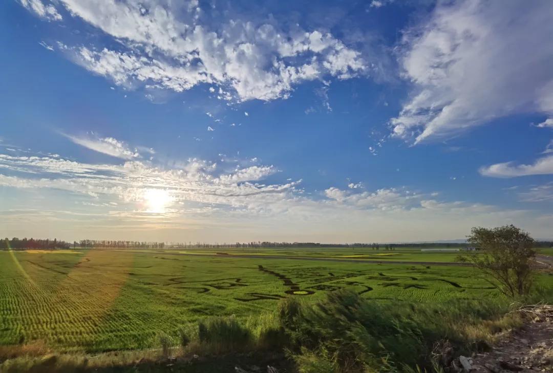 魅力伊犁 || 夕阳下的稻田