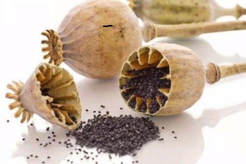 此地合法种植"罂粟",武警持枪全天守卫,规模高达一千亩_鸦片战争