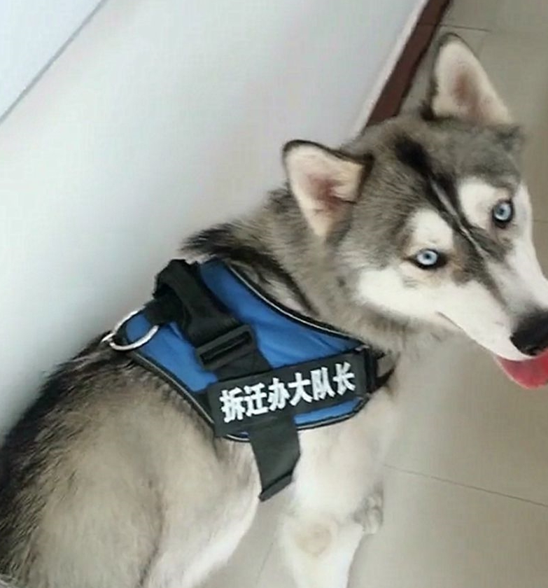 身后|哈士奇街头犯二，挑衅霸气猛犬卡斯罗，但是猛犬却怂了……