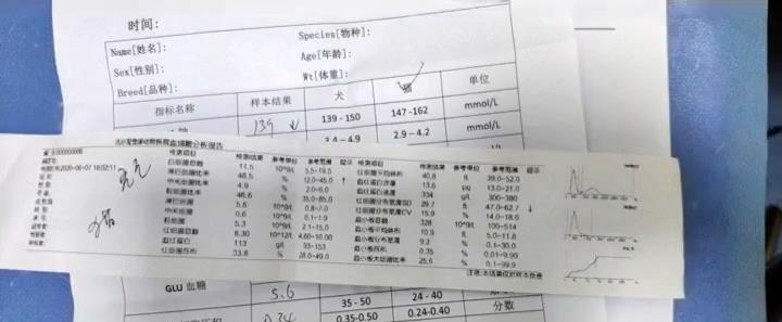 因为|加菲猫被丢桥下，与苍蝇为伴，看见人类后，它的反应让人想哭！