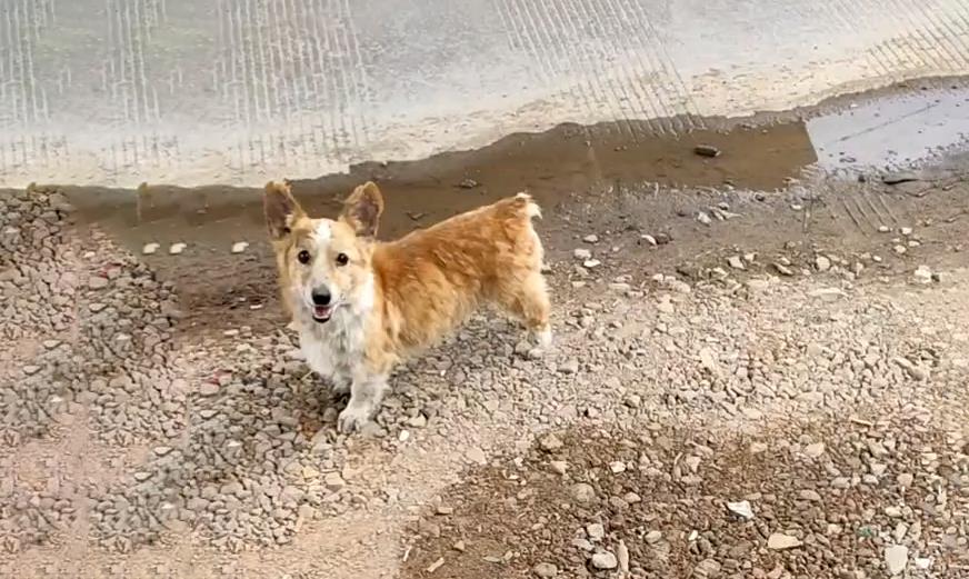 毛孩子|柯基犬无家可归，浑身是病，竟凭实力收获铲屎官！