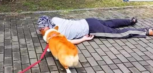 猫狗|主人假装晕倒测试柯基的反应,没想到柯基竟尿尿做标记,然后……