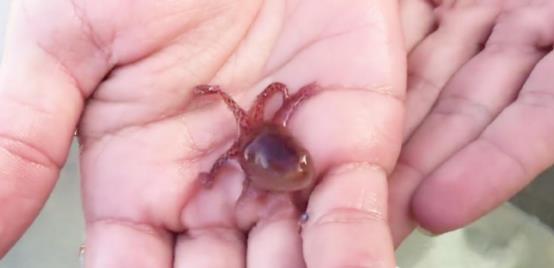 为什么章鱼宝宝一出生，章鱼妈妈就要“自杀”？答案颠覆认知