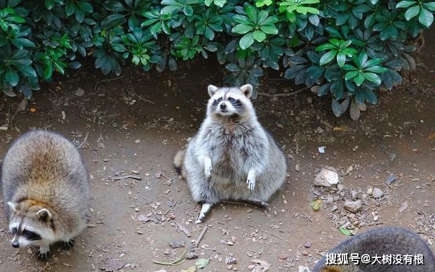 有顆炸彈落在了飼養浣熊的農場當中,於是一批浣熊逃出了農場,小浣熊就