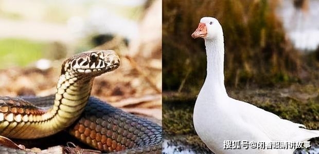 梦境密码，梦见鹅和蛇在一个洞里的深层寓意与人生启示