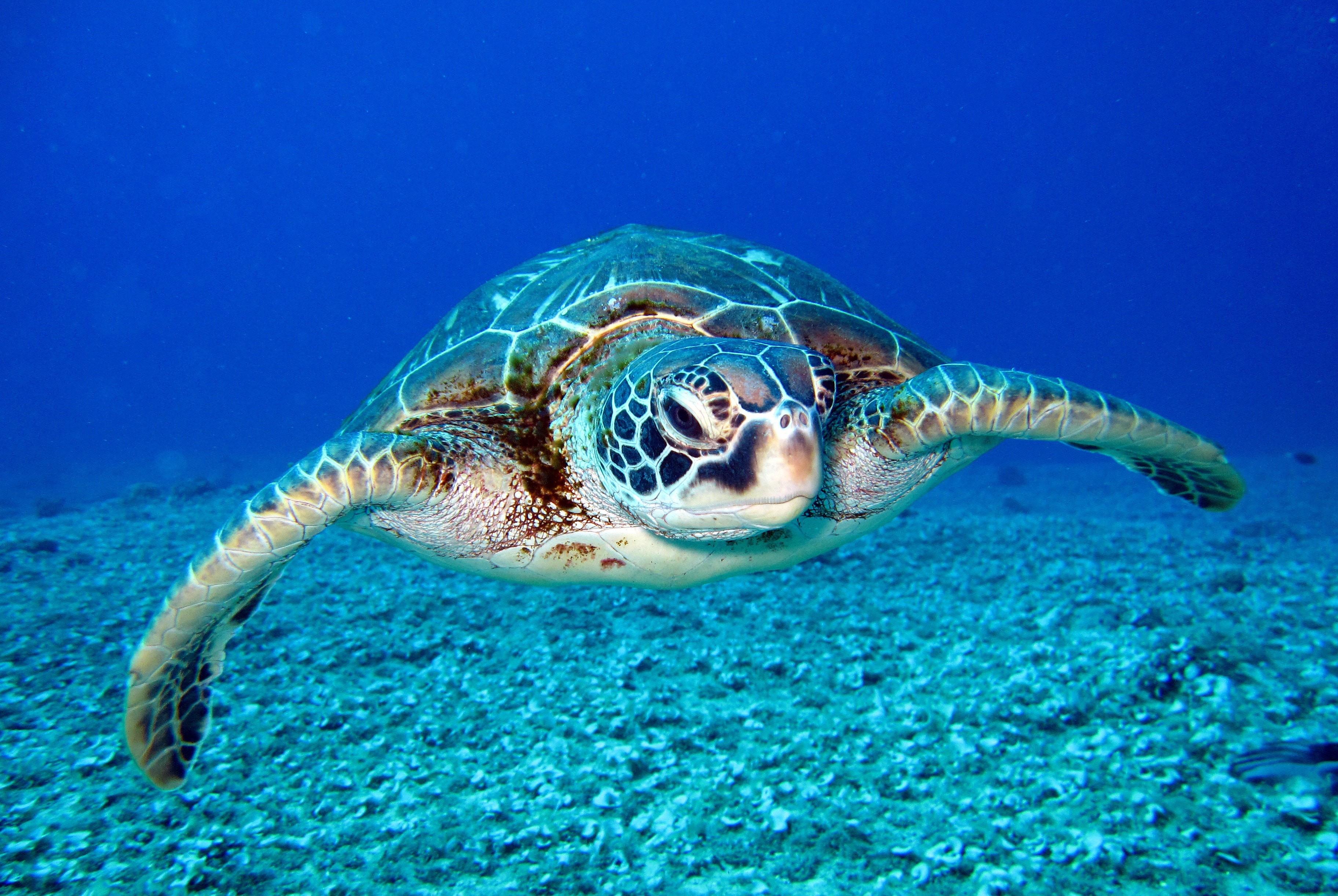 海洋濒临灭绝的动物图片