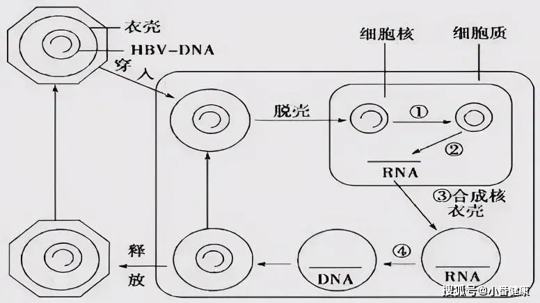 人员|从分子生物学，衣壳抑制剂方向，介绍5种在研乙肝新药开发进展