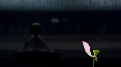 摄影|拍荷花的拍摄技法