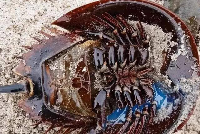 蓝色血液的动物叫什么 c82858bf3ace42bdab86233a70d8c515.jpeg