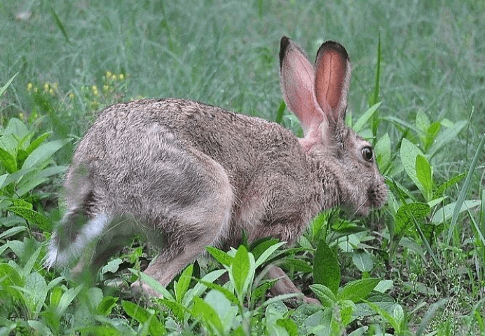 兔子的智商和鸡的智商 cf4c9dc75ebc427aa0975e7e1b6550cb.png