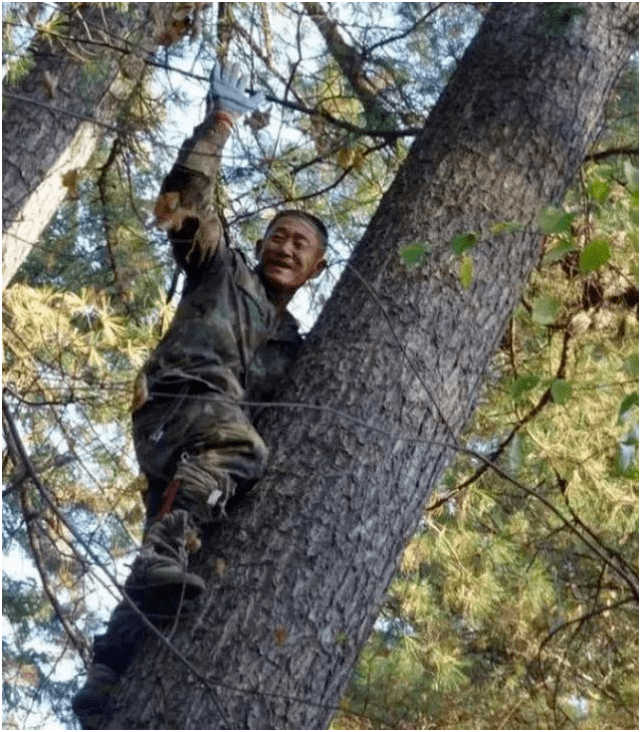 采集工人需要冒着生命危险,爬到十几米高的松树上,去将松塔打下来