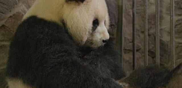 大熊貓一生下就被縫了9針, 基地奮力搶救, 網友卻直呼殘忍! 萌趣萌寵 第4张