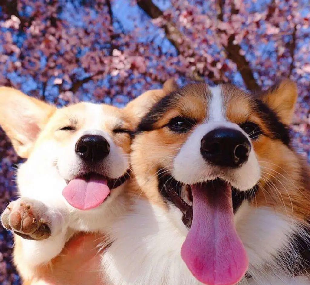 阿泽西|韩国小哥舍弃终身大事，只为养8只柯基！谁能拒绝它们的魅力？