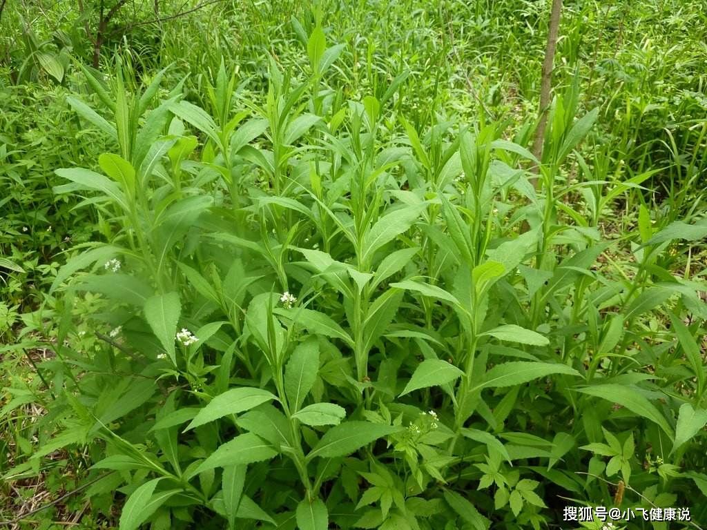 原創這菜算是野菜中的小清新脆爽好吃營養價值高2元錢炒一盤