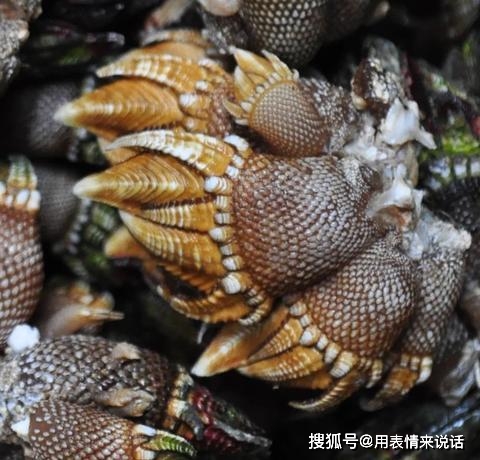 原创狗爪螺——"来自地狱的鬼脚",味道鲜美,价格昂贵