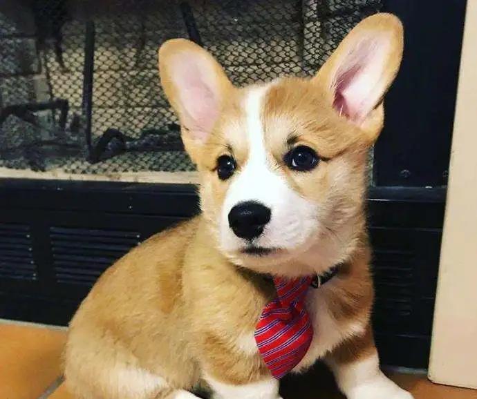 阿泽西|韩国小哥舍弃终身大事，只为养8只柯基！谁能拒绝它们的魅力？