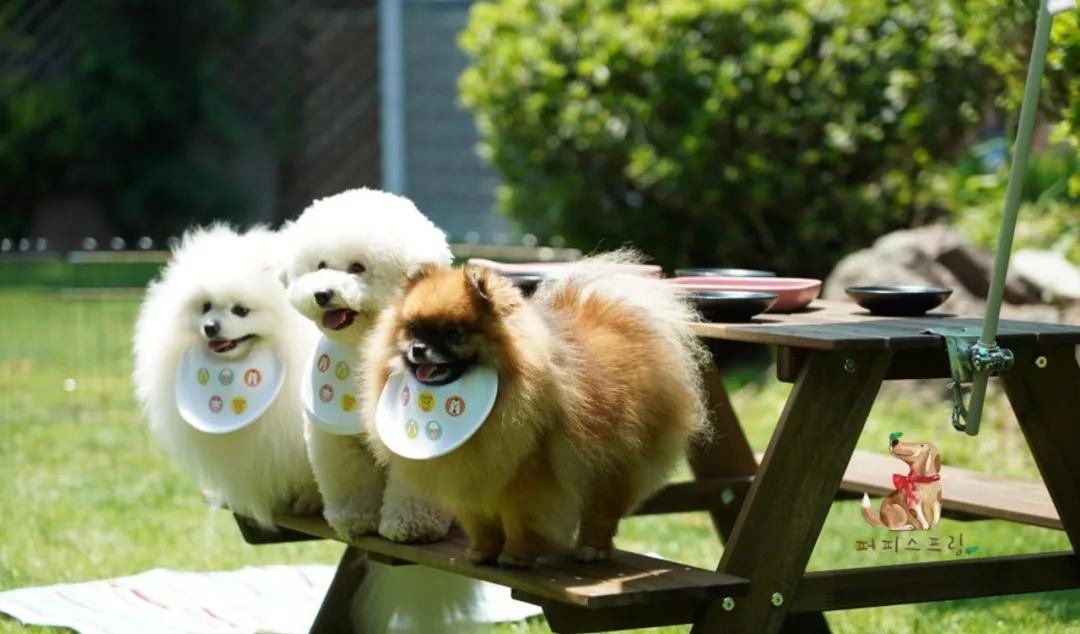 活动|韩国宠物幼儿园开学，狗狗们的新校服萌翻了！还有专属书包口水巾