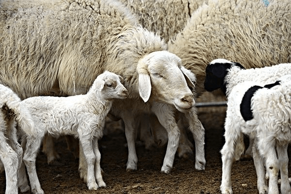 羊血矛线虫病的治疗羊血矛线虫病是什么病