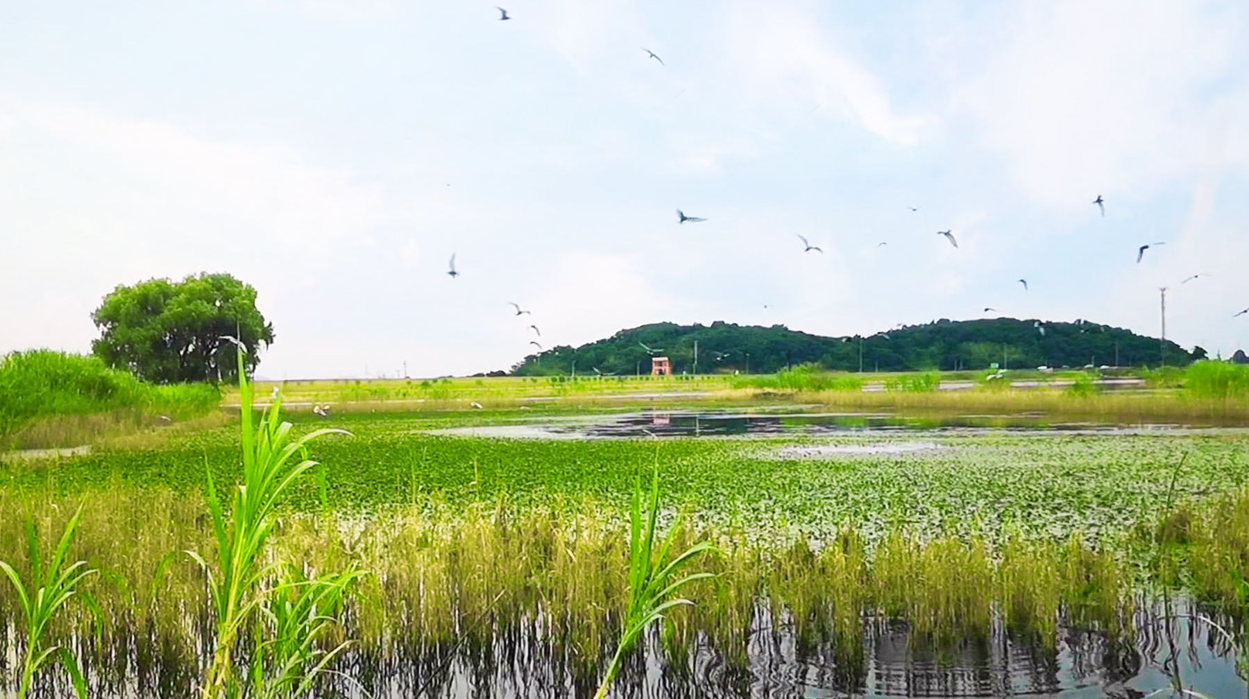 原创武汉郊区有座鱼米之乡水上游船赏湿地全景芦苇荷塘美得像画卷