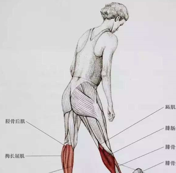 怎样拉伸小腿图解 262e151db69949009834e964c5356efe.jpeg
