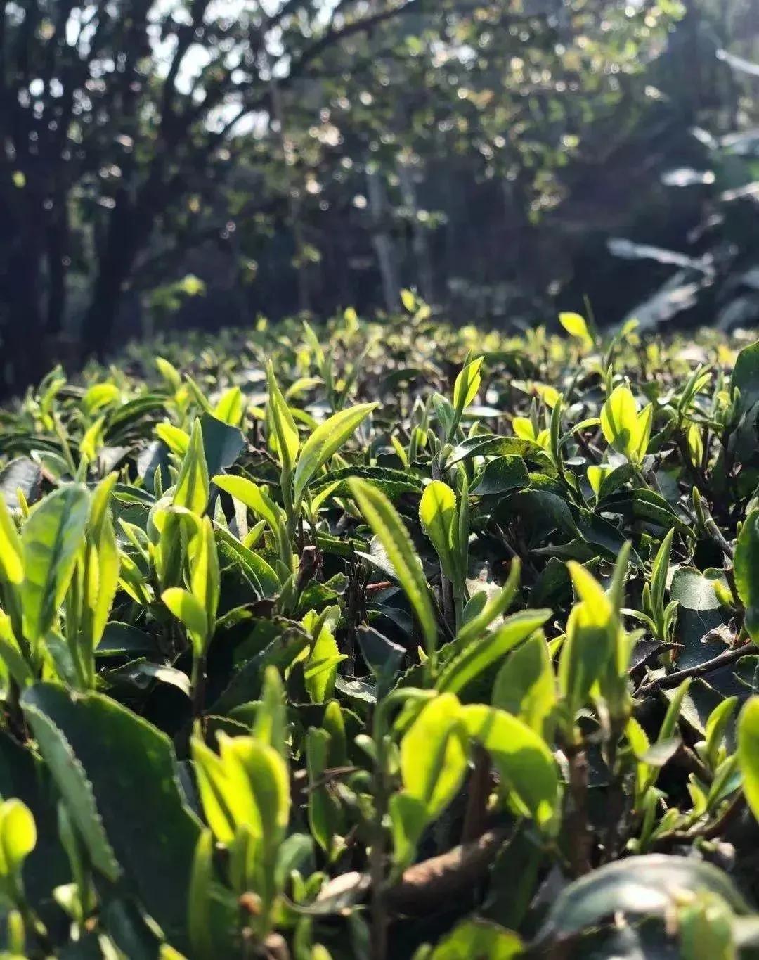 桂平西山茶香诱人