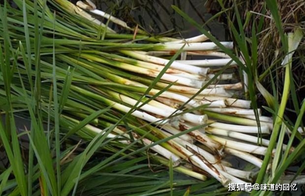 原创它全身是宝端午还被挂大门上根块25元1斤俗称抗金菜