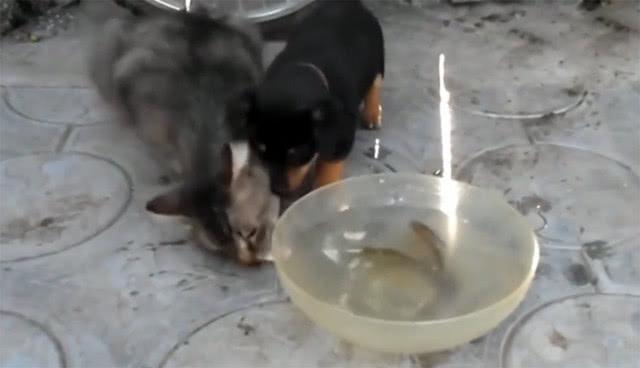 小奶狗奮力撈魚, 花貓卻蹲在後面冷眼看, 最後結局實在太感人了 萌趣萌寵 第4张