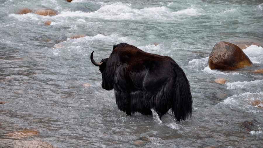 康定|溜溜的山上想跑马，那必然缺不了牧马人