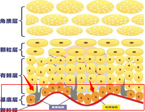 表皮层|不了解皮肤基础结构和类型，就别谈改善皮肤问题！