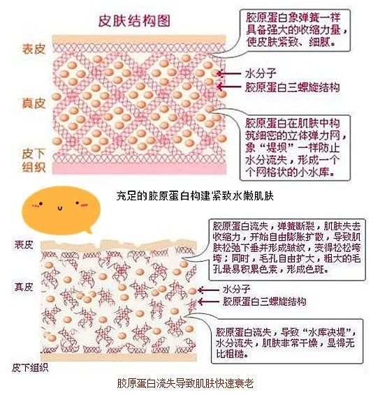 表皮层|不了解皮肤基础结构和类型，就别谈改善皮肤问题！
