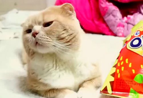 猫咪|拿着小脆脆在猫咪面前晃，猫咪一脸鄙视，到底给不给！