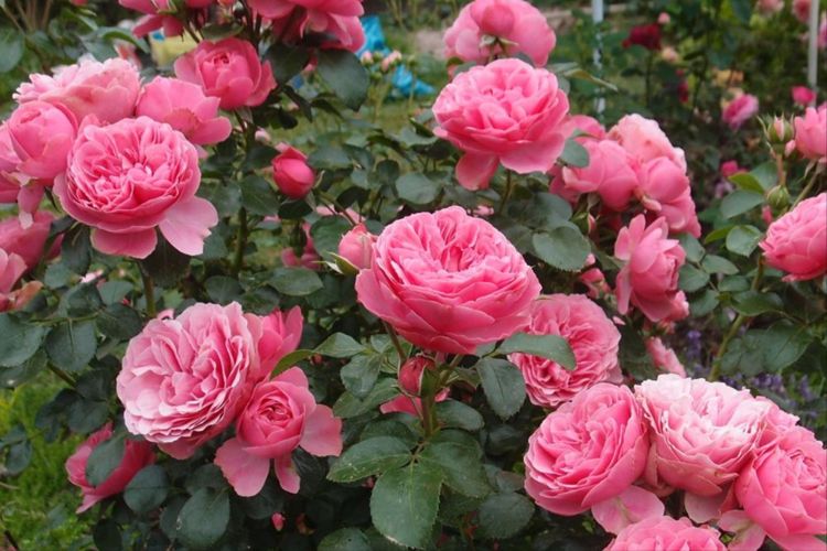 月季花怎么养叶子繁茂 8e08aef71cf54a048ab7f23e1e1b0561.jpeg