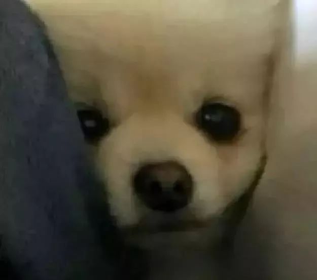 薯干|刚打开小薯干,狗狗就眼巴巴看着:可以分点给我吗?