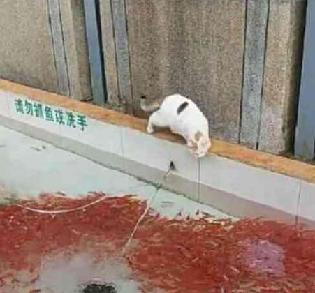 白貓看到一池觀賞魚, 一頓操作讓老闆無奈, 貓: 得手了快遛! 萌趣萌寵 第1张