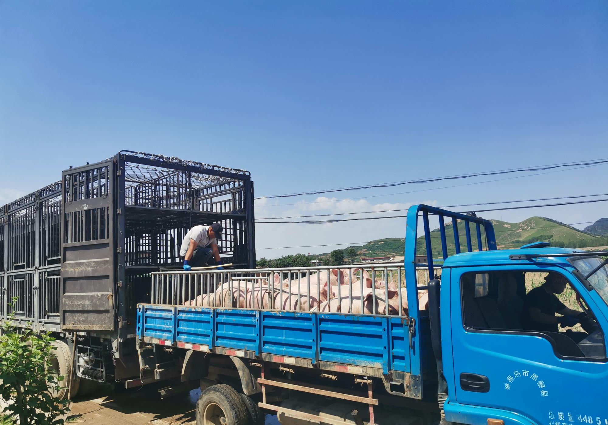 从屠企收猪难度来看,今日屠宰企业整体收购难度不大.