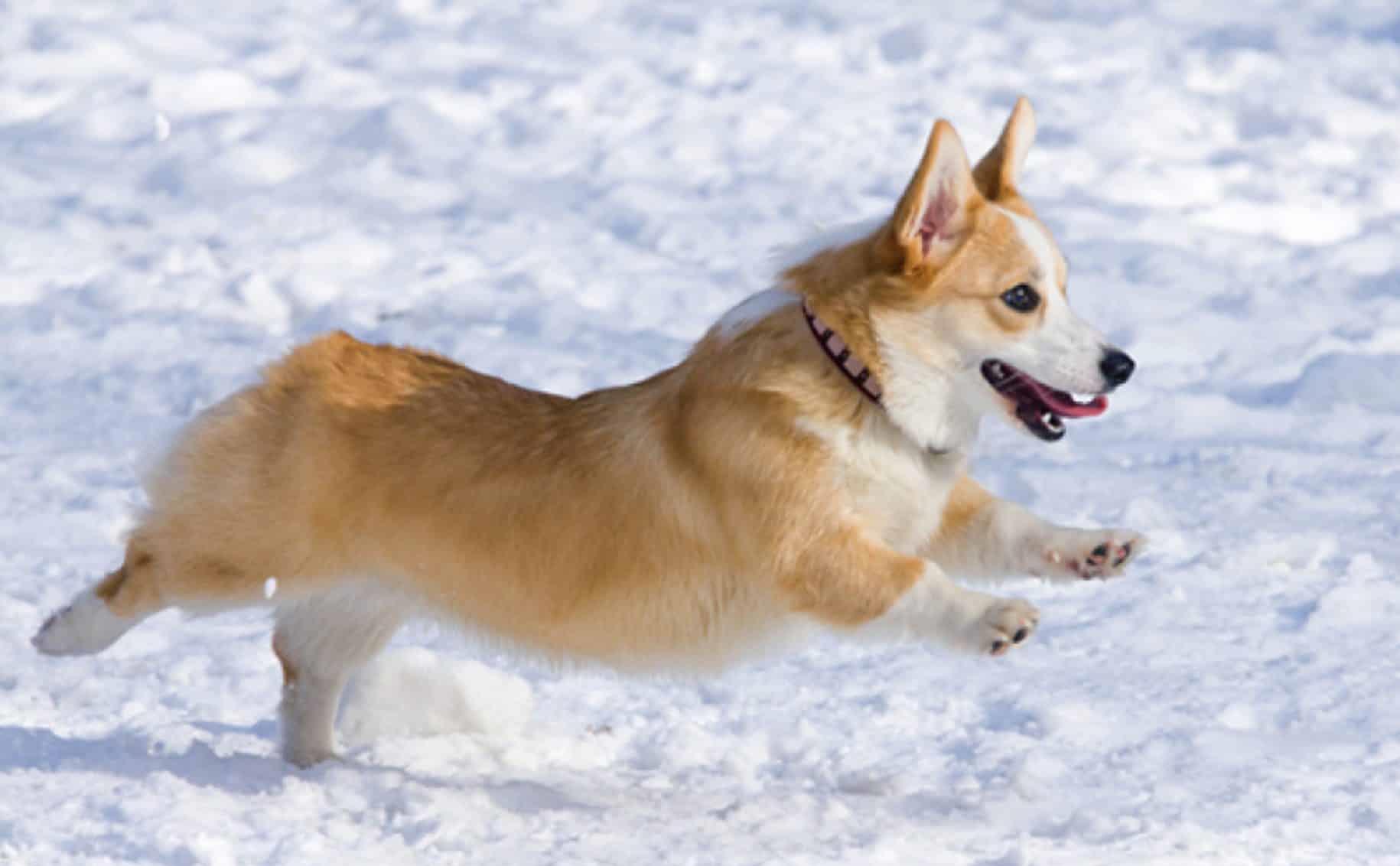 精力|养柯基犬的痛，只有养过的宠主才懂