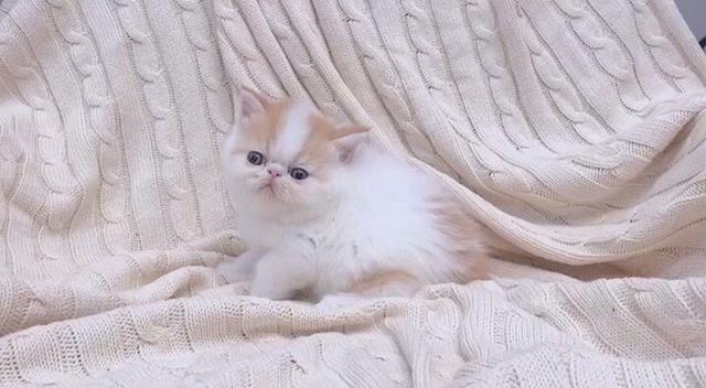 死人|网友说他家的猫咪凶得很！就是奶凶奶凶的，这模样要萌死人了……
