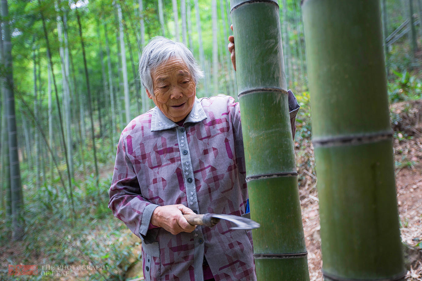 竹酒|亲眼看到活竹子里流出竹酒，为何还有人说是假的？这里的水很深